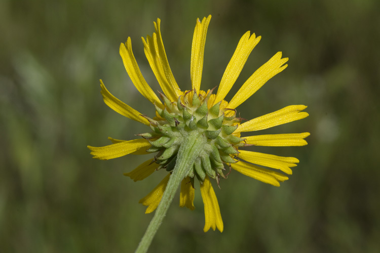 Plancia ëd Balduina uniflora Nutt.