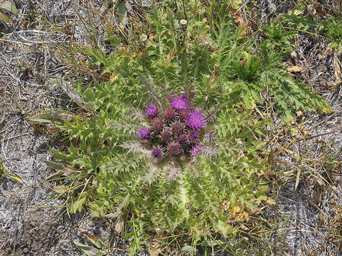 Image of Cirsium scariosum var. congdonii (R. J. Moore & Frankton) D. J. Keil