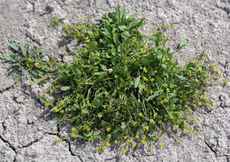 Image of bluntleaf yellowcress