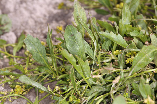 Image of bluntleaf yellowcress