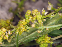 Image of bluntleaf yellowcress