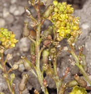 Image of bluntleaf yellowcress