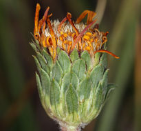 Imagem de Pyrrocoma apargioides (A. Gray) Greene