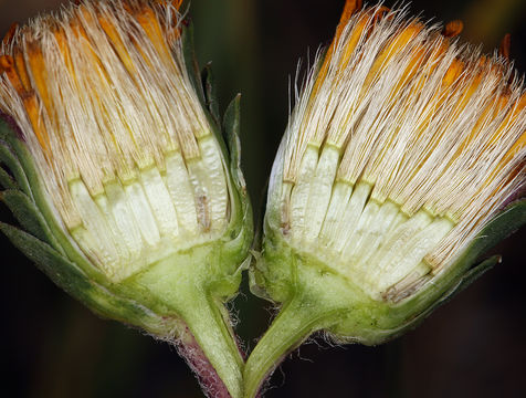 Imagem de Pyrrocoma apargioides (A. Gray) Greene