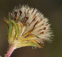 Imagem de Pyrrocoma apargioides (A. Gray) Greene