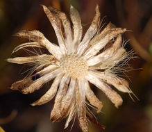 Imagem de Pyrrocoma apargioides (A. Gray) Greene