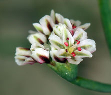 Image of nodding buckwheat