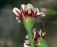 Image of nodding buckwheat