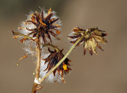 Image of lobeleaf groundsel