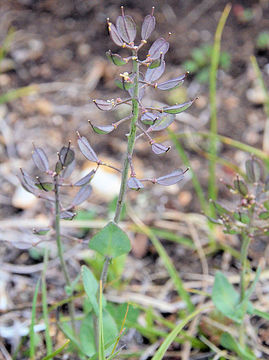 صورة Noccaea fendleri subsp. glauca (A. Nelson) Al-Shehbaz & M. Koch