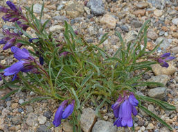 Plancia ëd Penstemon hallii A. Gray