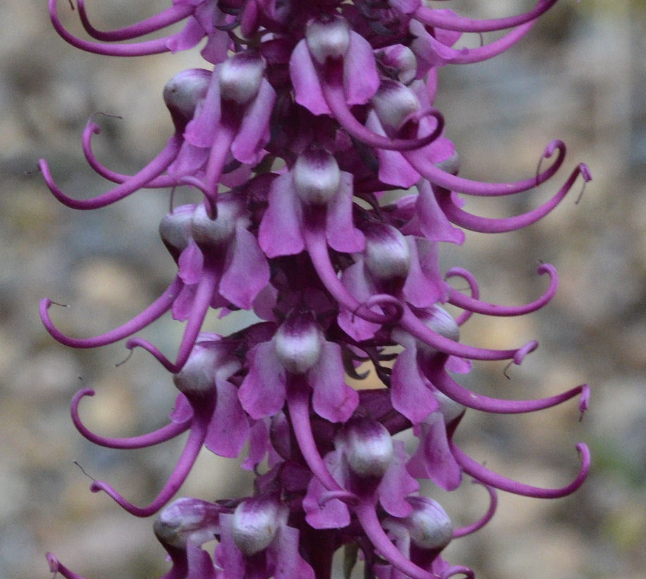 Imagem de Pedicularis groenlandica Retz.