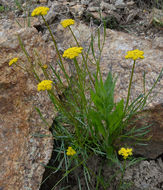 Cymopterus lemmonii (J. M. Coult. & Rose) Dorn resmi