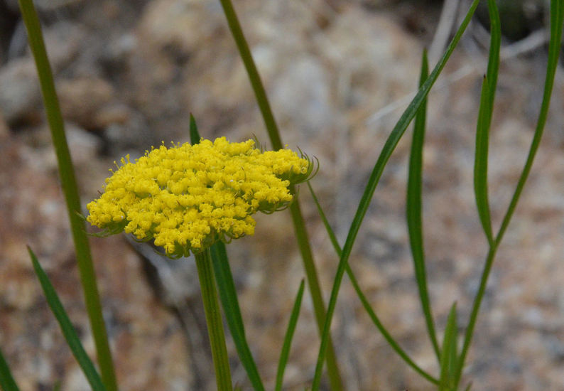 Image of alpine false springparsley