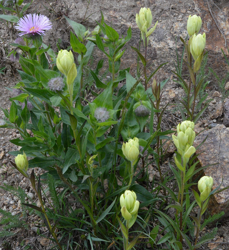 Image of Tall Fleabane