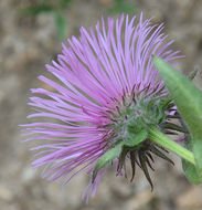 Image of Tall Fleabane