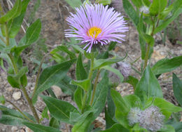 Image of Tall Fleabane