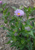 Image of Tall Fleabane