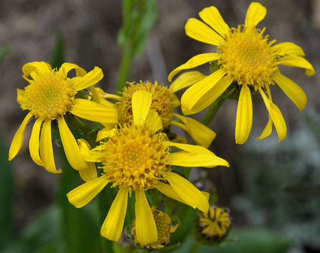 Image of Thick-Leaf Ragwort