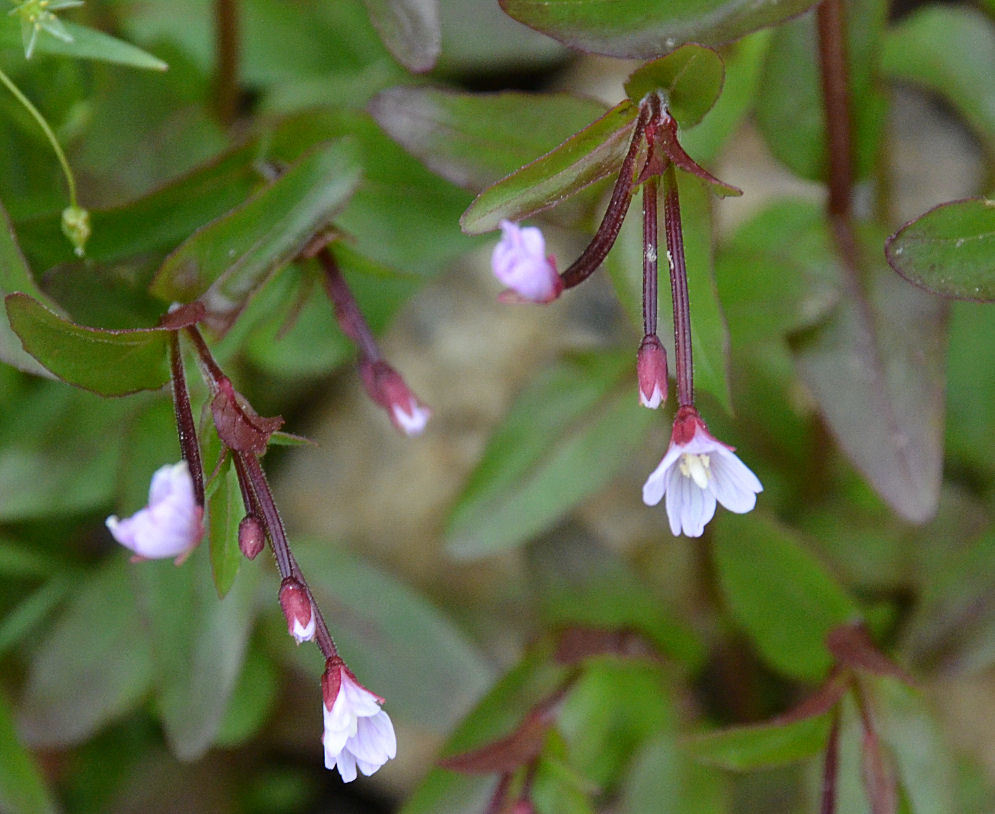 Image of pimpernel willowherb