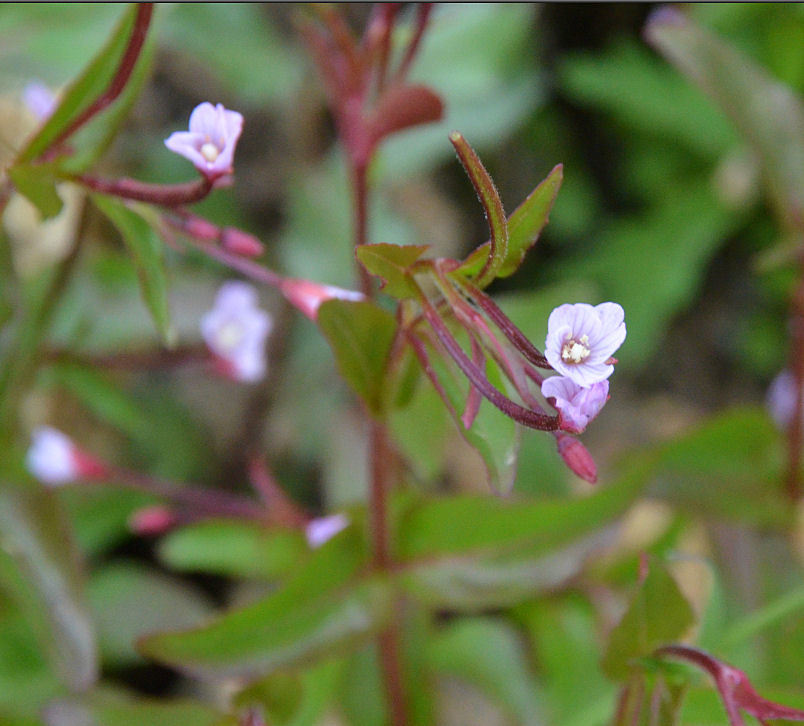 Image of pimpernel willowherb