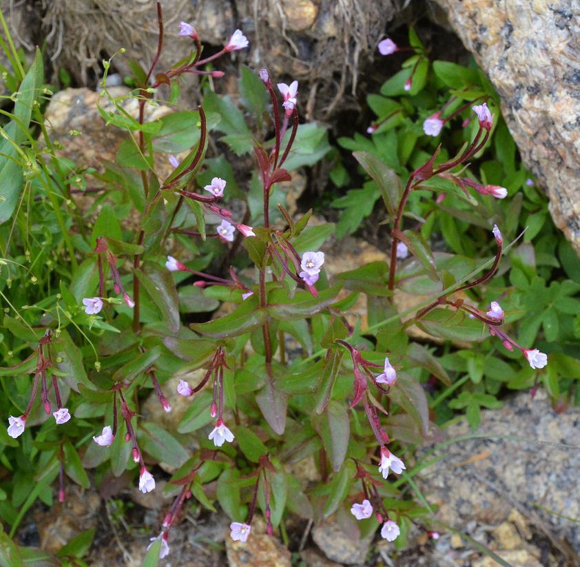 Image of pimpernel willowherb