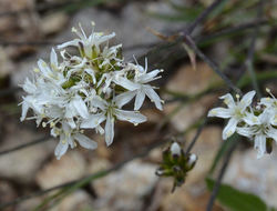 Image of Ballhead Sandwort