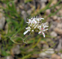 Image of Ballhead Sandwort