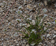 Image of Ballhead Sandwort