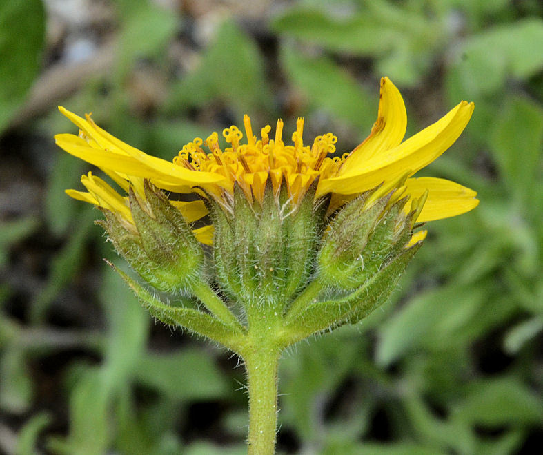 Image of broadleaf arnica