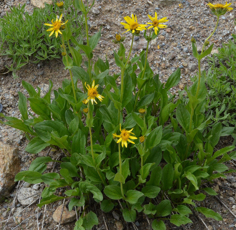 Image of broadleaf arnica