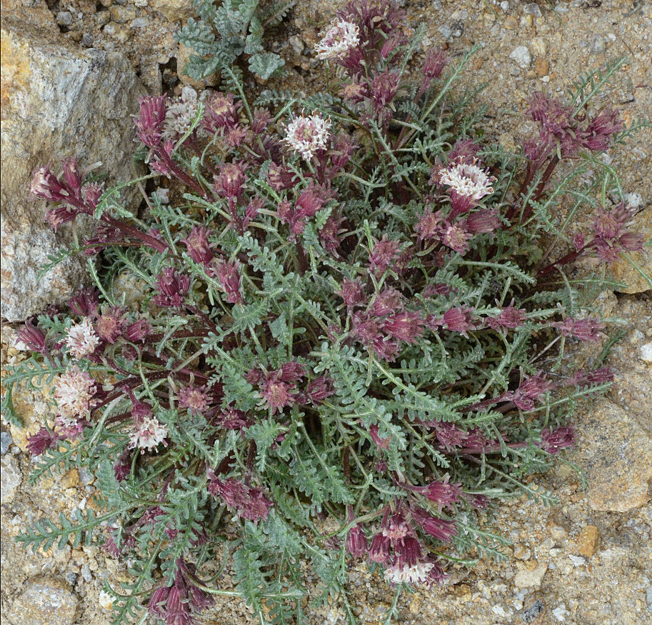 Image of alpine dustymaiden