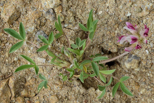 Image of Uinta Clover