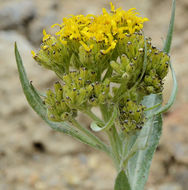 Image of tall blacktip ragwort