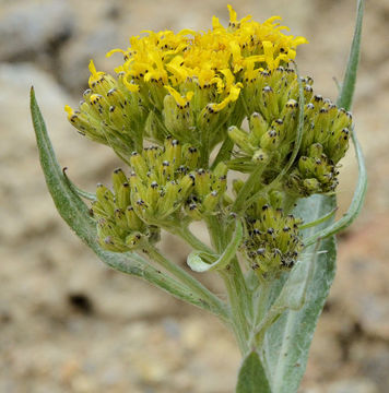 Image of tall blacktip ragwort