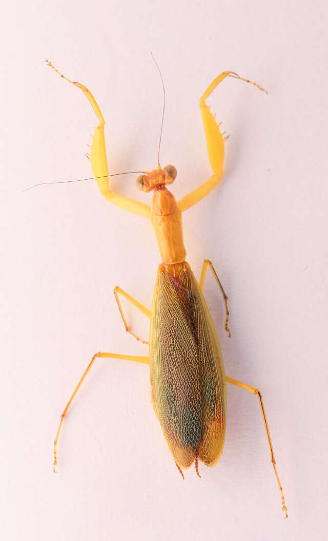 Image of Hymenopodinae
