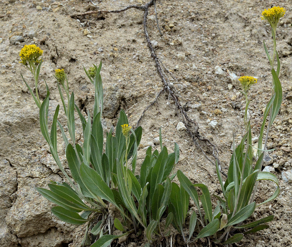 Image of tall blacktip ragwort