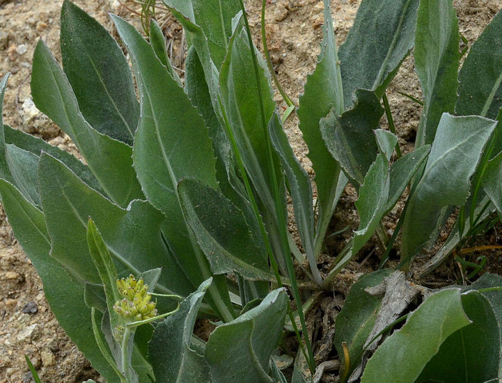 Plancia ëd Senecio atratus Greene