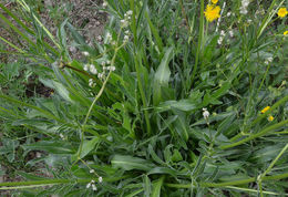 Image of tobacco root