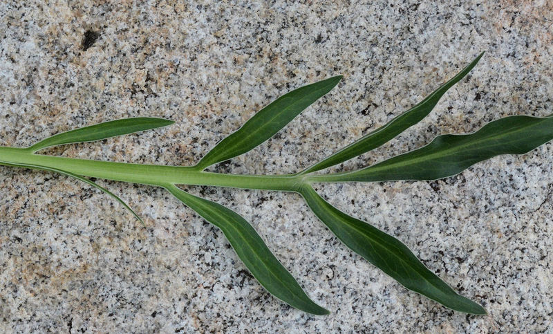 Image of tobacco root