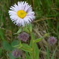 Image of Tall Fleabane