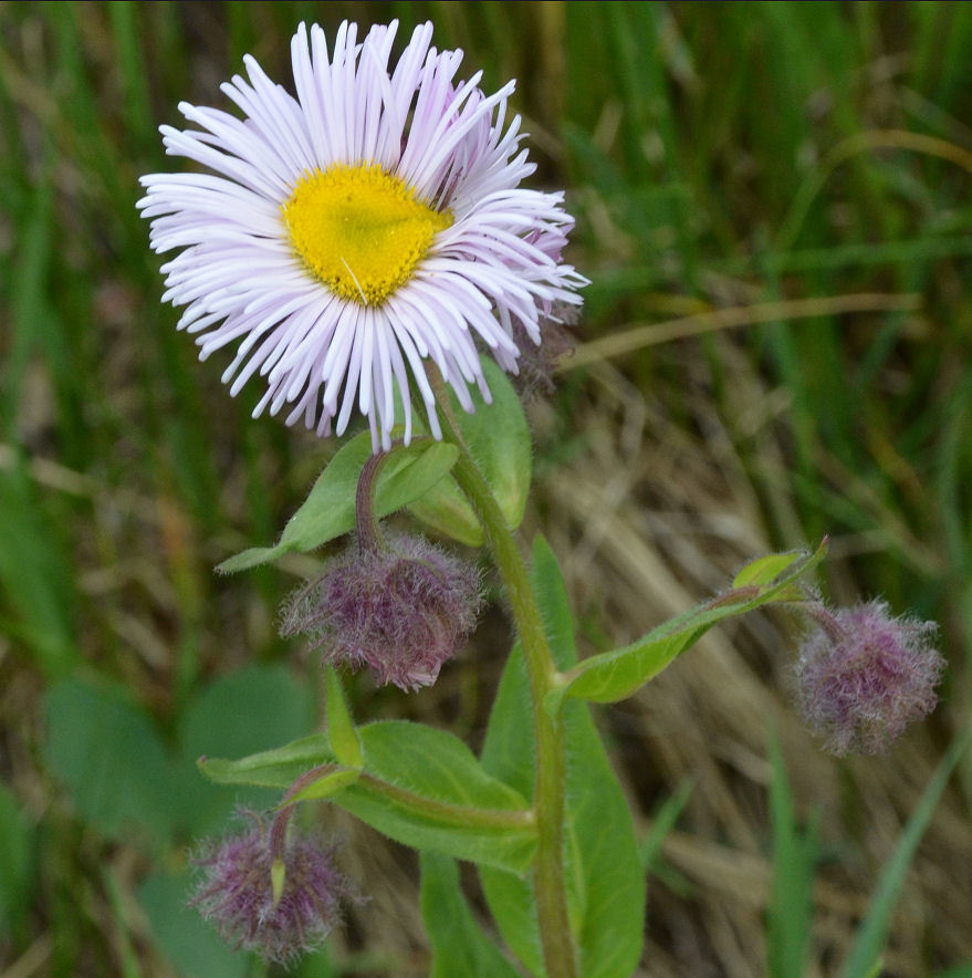 Image of Tall Fleabane