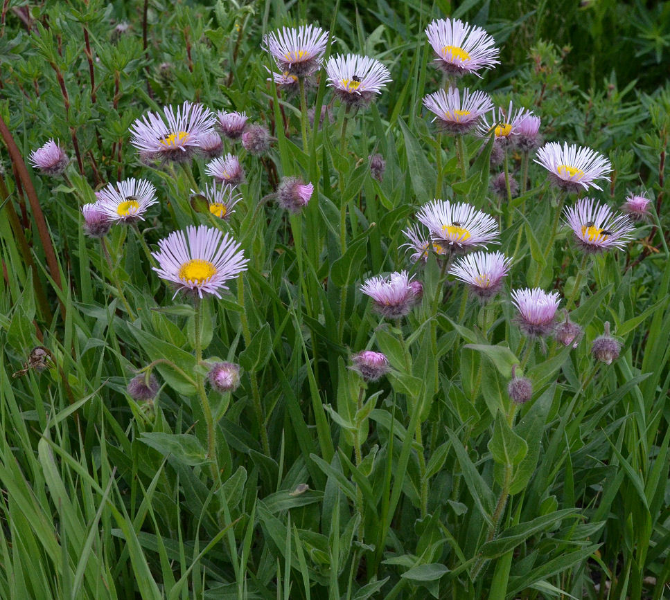 Image of Tall Fleabane