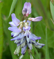 صورة Astragalus alpinus L.