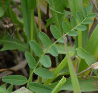 صورة Astragalus alpinus L.