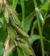 صورة Astragalus alpinus L.