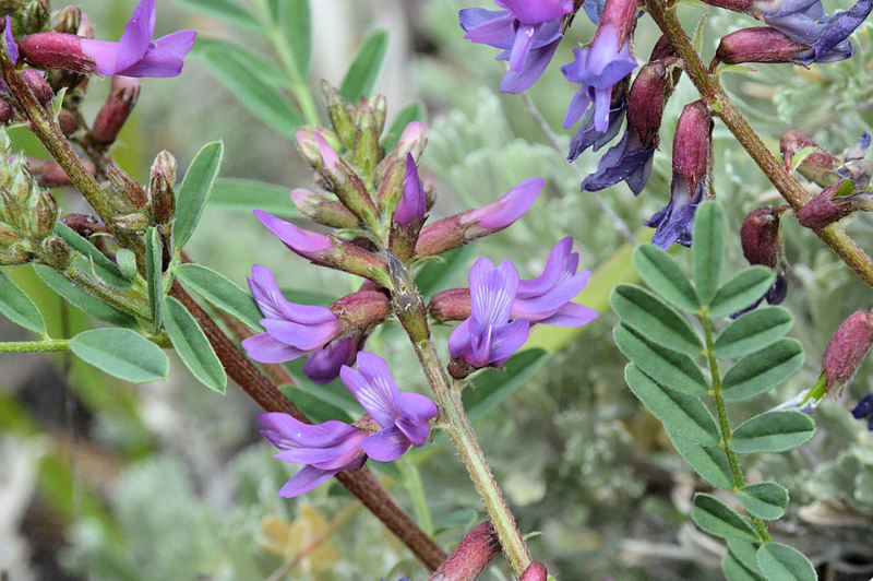 Image of Hall's milkvetch