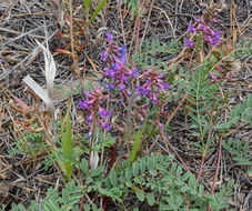 Imagem de Astragalus hallii A. Gray