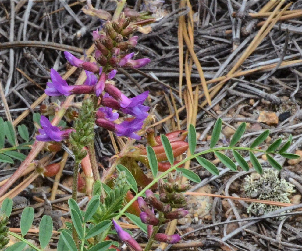 Imagem de Astragalus hallii A. Gray