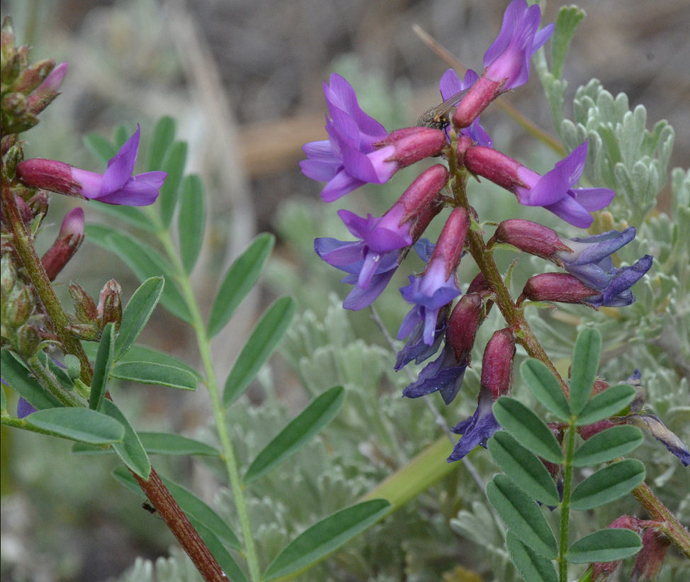 Imagem de Astragalus hallii A. Gray